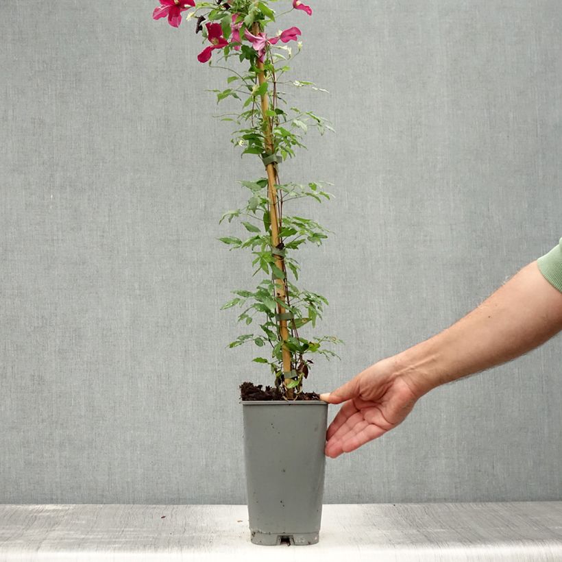 Exemplar von Clematis viticella Burning Love - Waldrebe Topf mit 2L/3L wie im Sommer geliefert