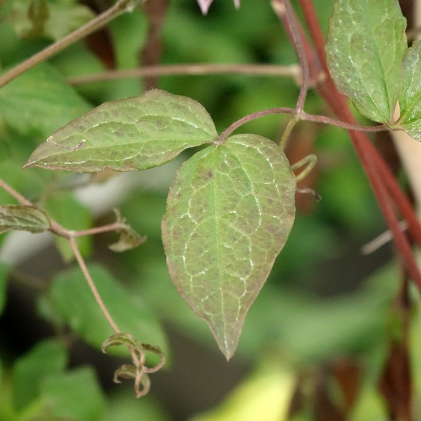Clematis viticella Burning Love - Waldrebe (Laub)