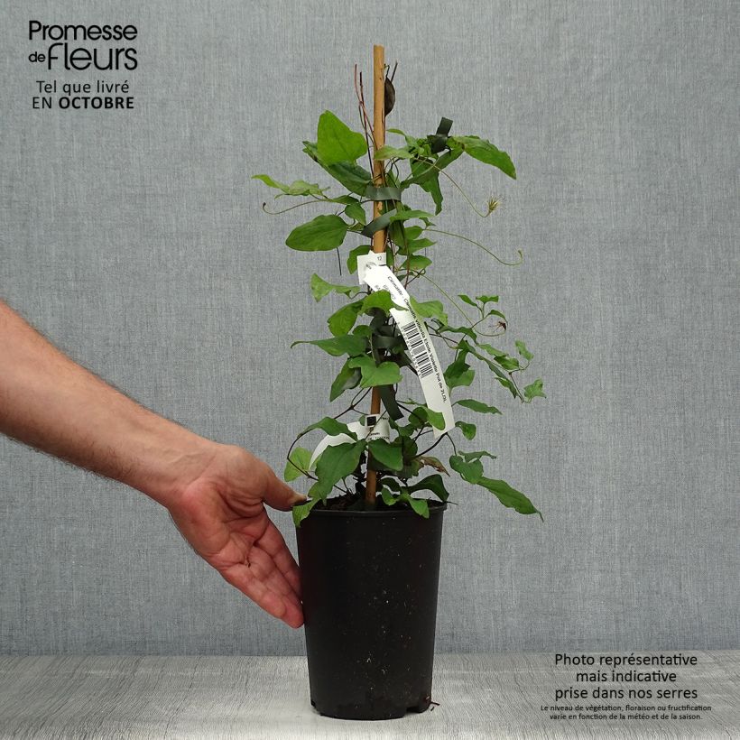 Exemplar von Waldrebe Etoile violette - Clematis Topf mit 2L/3L wie im Herbst geliefert