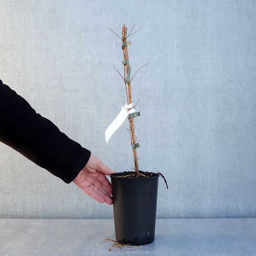 Exemplar von Clematis viticella Glorious Day - Waldrebe Topf mit 1,5L/2L wie im Winter geliefert