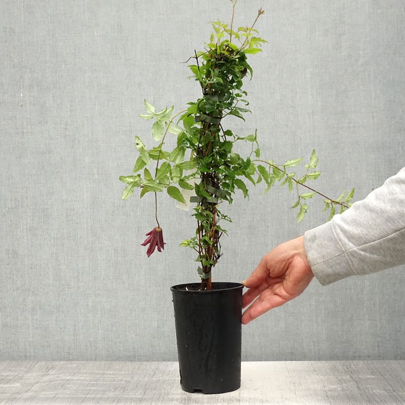 Exemplar von Clematis viticella Glorious Day - Waldrebe Topf mit 1,5L/2L wie im Frühjahr geliefert