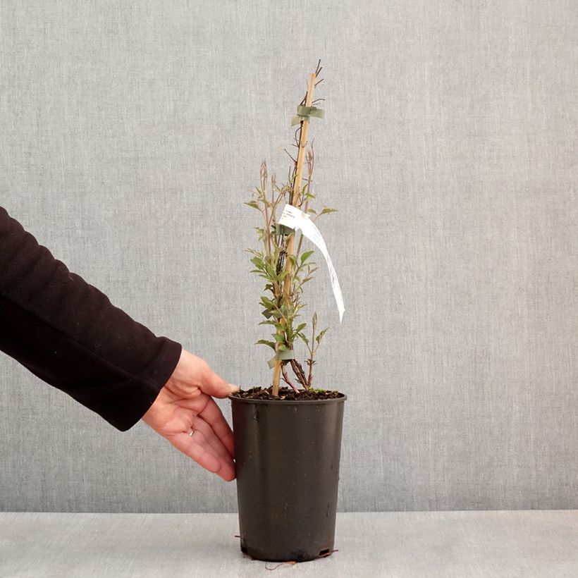 Exemplar von Clematis viticella Glorious Red - Waldrebe Topf mit 1,5L/2L wie im Frühjahr geliefert