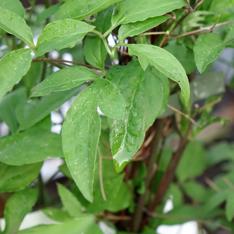 Clematis viticella Glorious Surprise - Waldrebe (Laub)