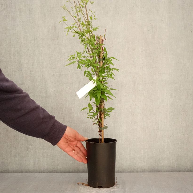 Exemplar von Clematis viticella Glorious Surprise - Waldrebe Topf mit 2L/3L wie im Frühjahr geliefert