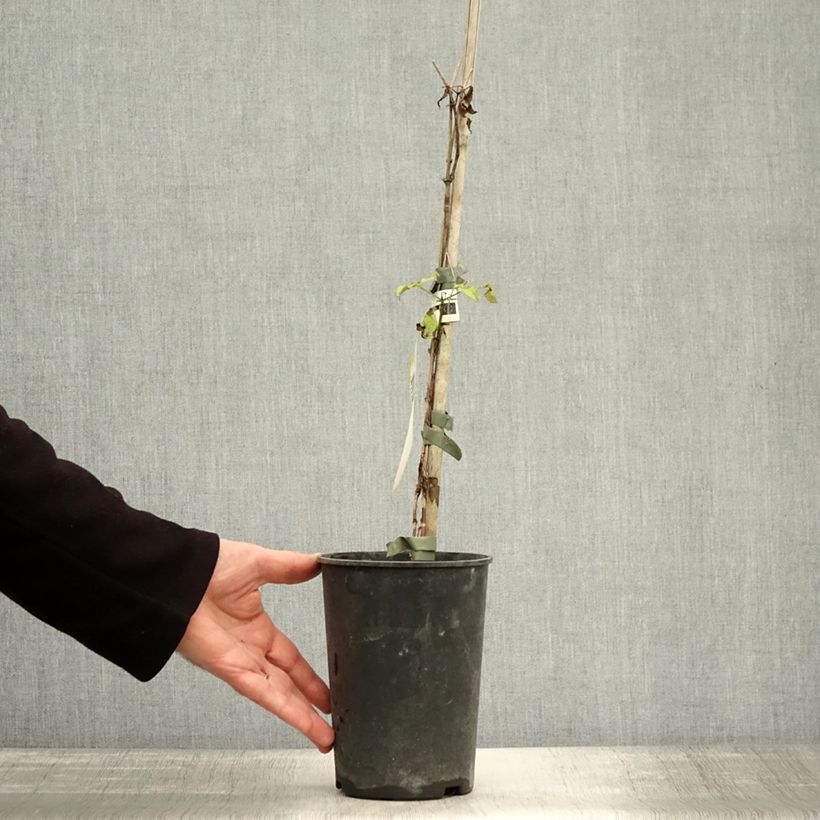 Exemplar von Clematis viticella I am Lady J - Waldrebe Topf mit 2L/3L wie im Herbst geliefert