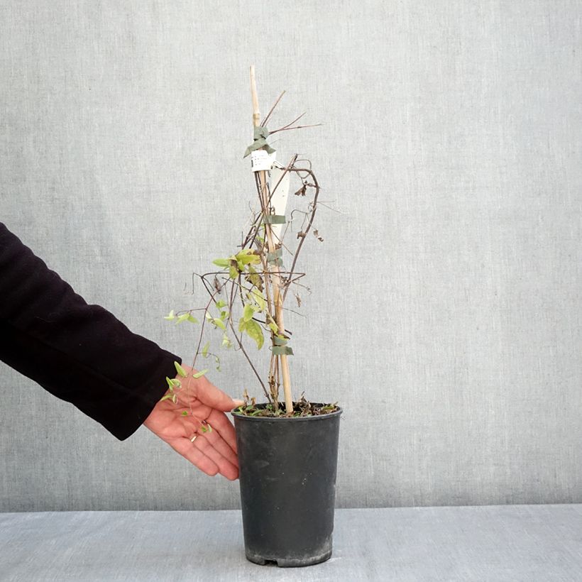 Exemplar von Waldrebe Little Nell - Clematis Topf mit 2L/3L wie im Herbst geliefert