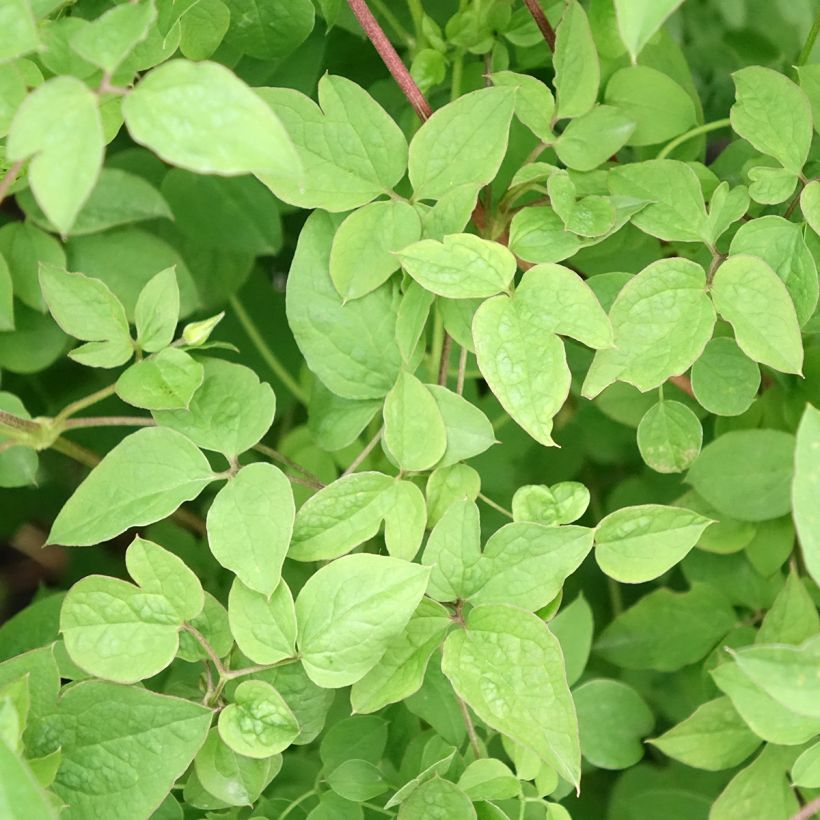 Waldrebe Maria Cornelia - Clematis (Laub)