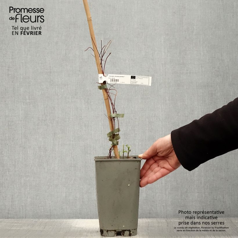 Exemplar von Waldrebe Panther - Clematis Topf mit 2L/3L wie im Winter geliefert