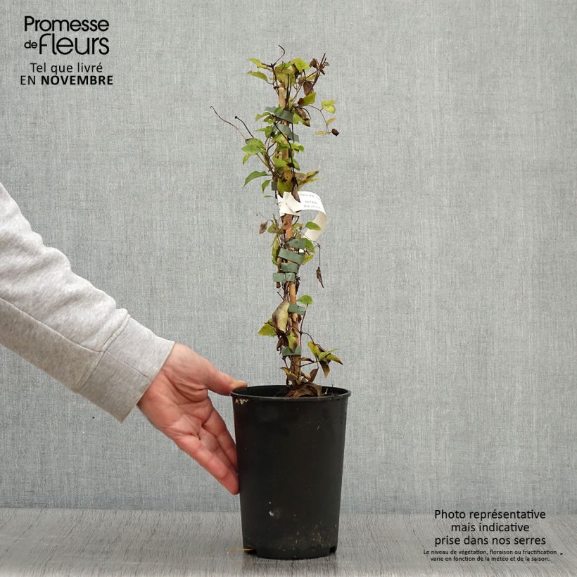Exemplar von Clematis viticella Queen Mother - Waldrebe Topf mit 2L/3L wie im Herbst geliefert