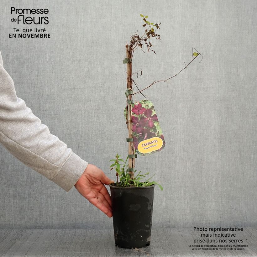 Exemplar von Clematis viticella Royal Velours - Waldrebe Topf mit 2L/3L wie im Herbst geliefert