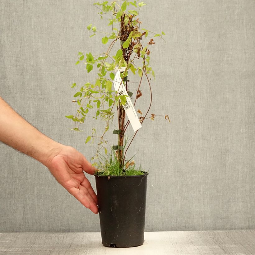 Exemplar von Clematis viticella Royal Velours - Waldrebe Topf mit 2L/3L wie im Sommer geliefert