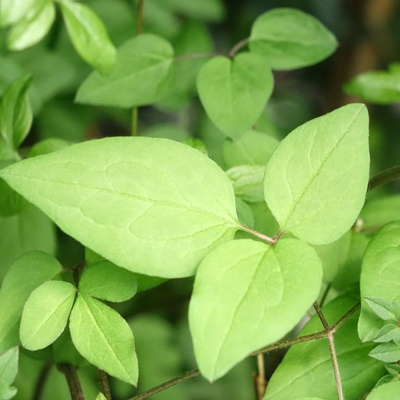 Clematis viticella Welcome Home - Waldrebe (Laub)