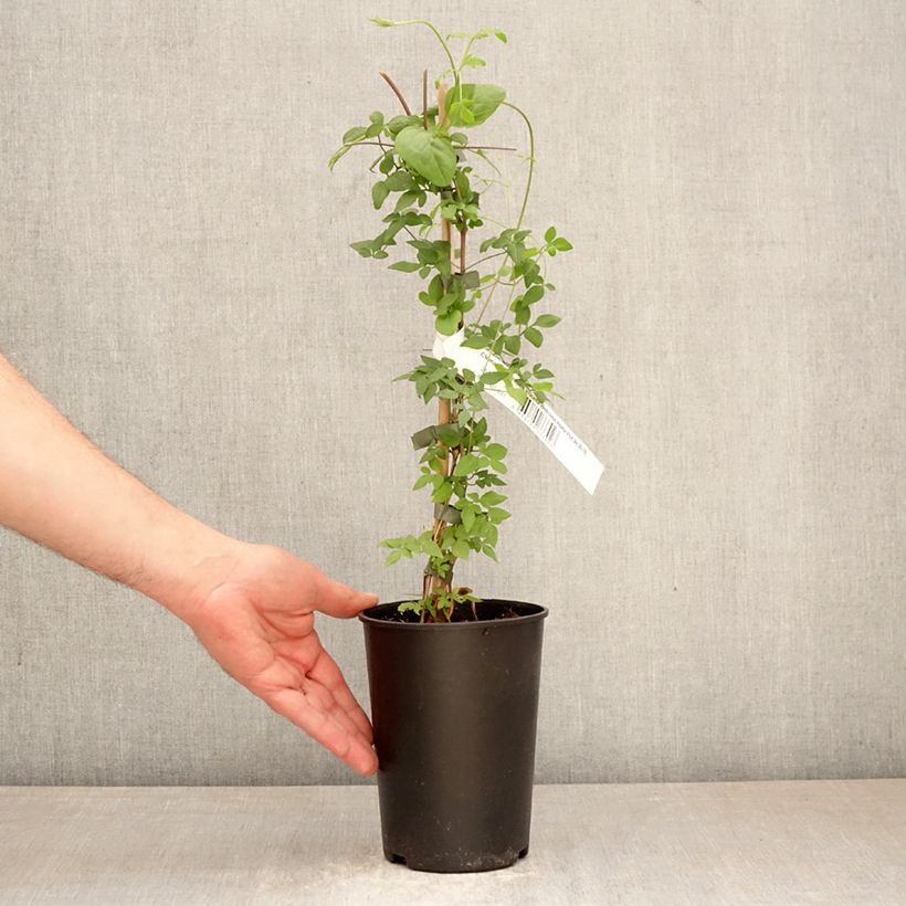 Exemplar von Clematis viticella Welcome Home - Waldrebe Topf mit 2L/3L wie im Frühjahr geliefert