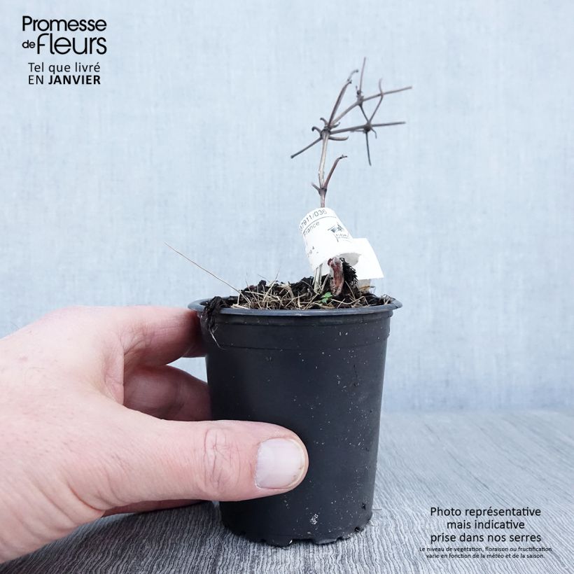 Exemplar von Waldrebe Vyvyan Pennell - Clematis Kleine Töpfe von 8/9 cm wie im Winter geliefert