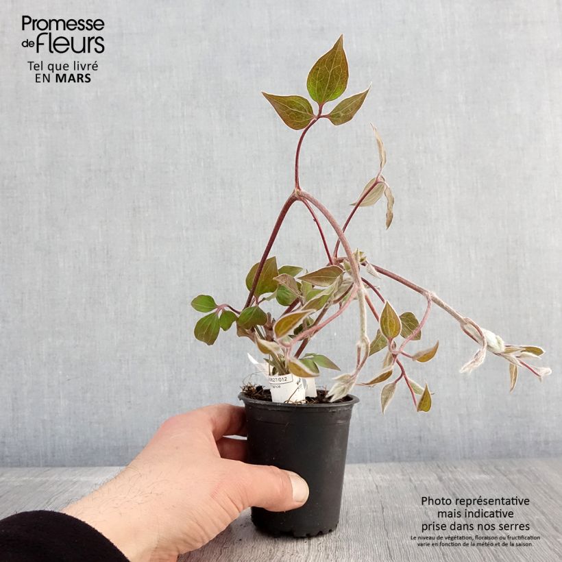 Exemplar von Waldrebe Vyvyan Pennell - Clematis Kleine Töpfe von 8/9 cm wie im Frühjahr geliefert