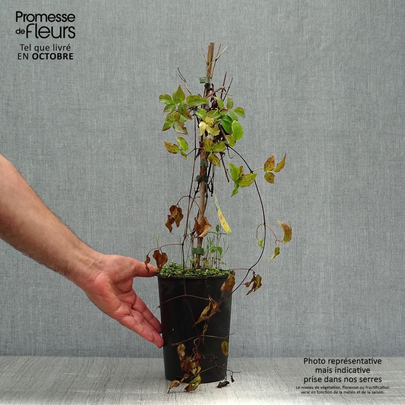 Exemplar von Waldrebe Yukikomachi - Clematis Topf mit 2L/3L wie im Herbst geliefert