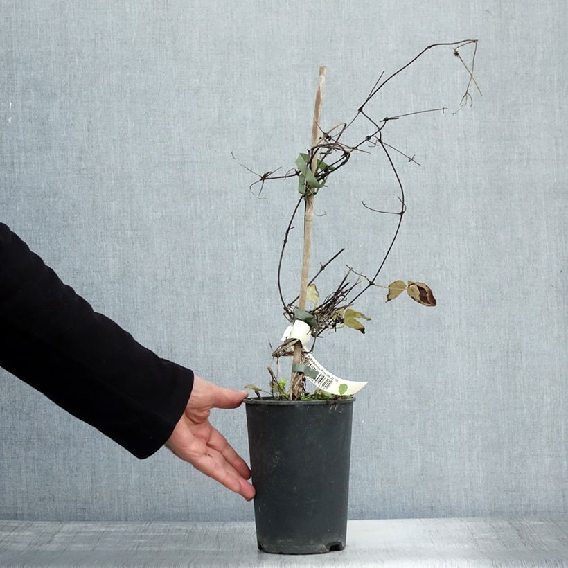 Exemplar von Waldrebe Yukiokoshi - Clematis Topf mit 2L/3L wie im Herbst geliefert