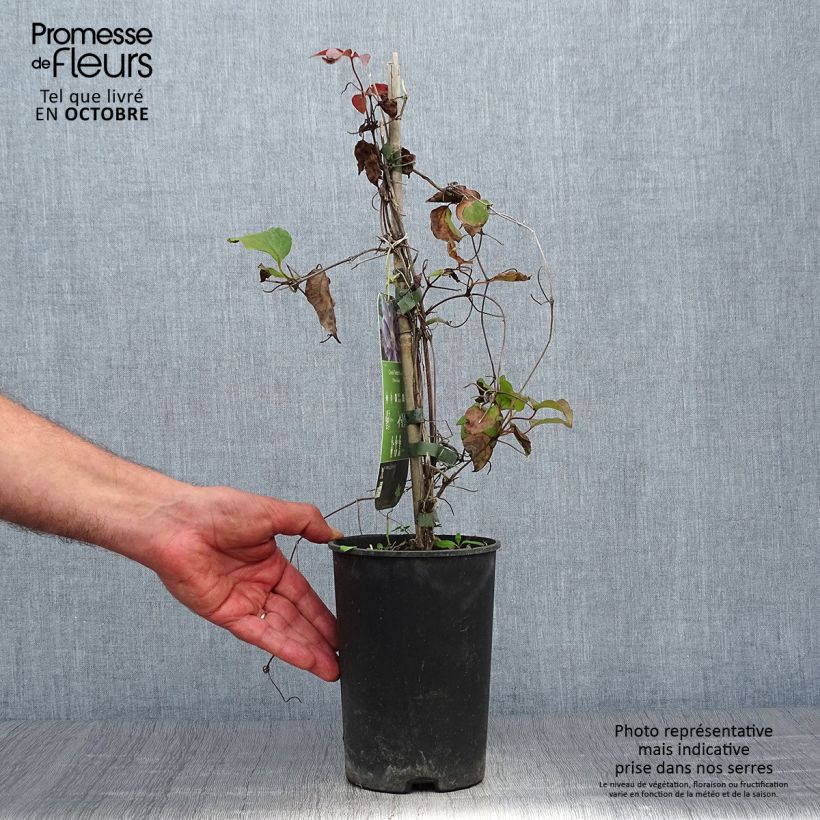 Exemplar von Waldrebe Yvette Houry - Clematis Topf mit 1,5L/2L wie im Herbst geliefert