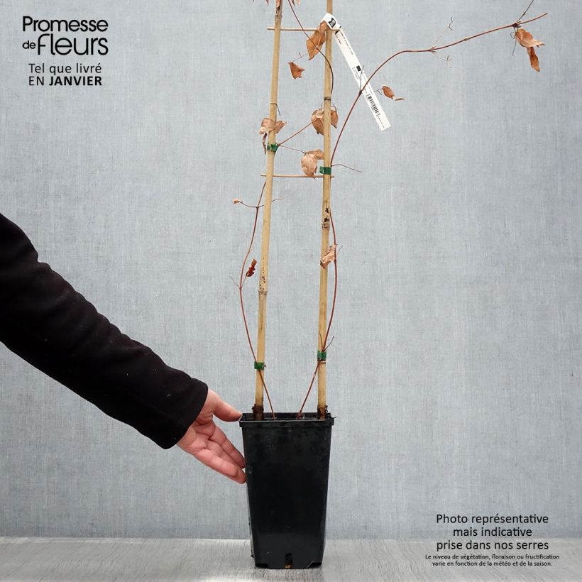 Exemplar von Waldrebe Hayate - Clematis Topf mit 2L/3L wie im Winter geliefert