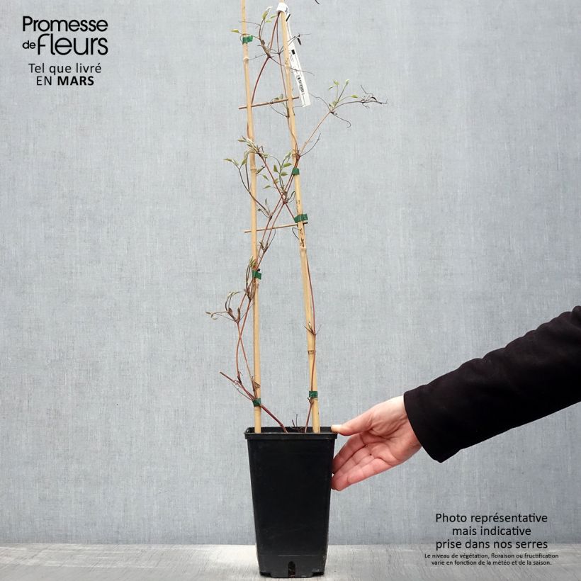 Exemplar von Waldrebe Hayate - Clematis Topf mit 2L/3L wie im Frühjahr geliefert