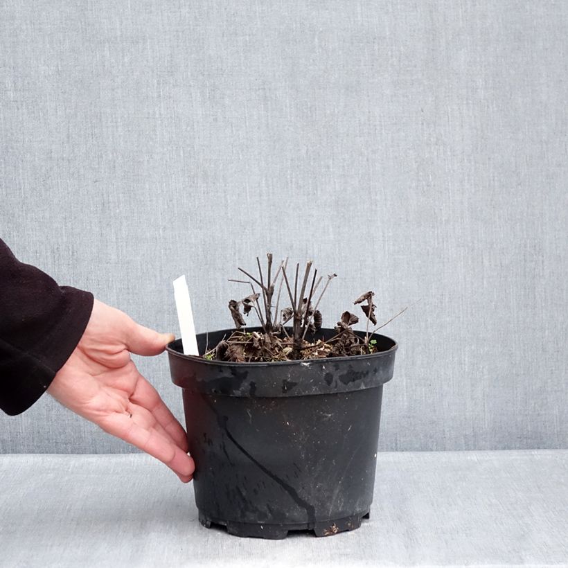 Exemplar von Clematis heracleifolia China Purple - Stauden-Waldrebe Topf mit 2L/3L wie im Winter geliefert