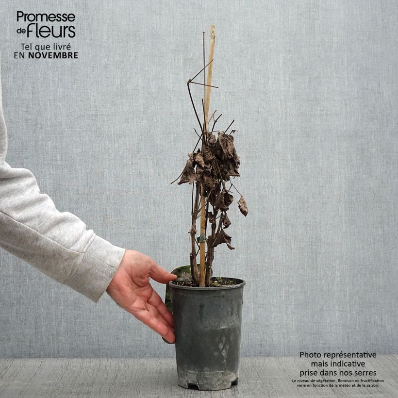 Exemplar von Clematis heracleifolia - Stauden-Waldrebe Topf mit 2L/3L wie im Herbst geliefert