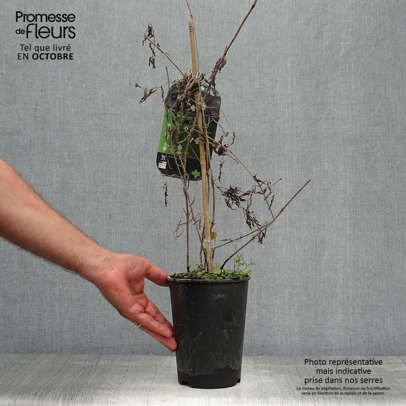 Exemplar von Clematis recta Purpurea - Waldrebe Topf mit 2L/3L wie im Herbst geliefert