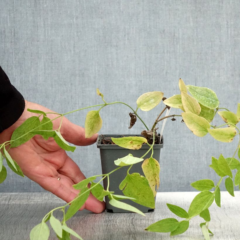 Exemplar von Clematis recta Purpurea - Waldrebe Kleine Töpfe von 8/9 cm wie im Herbst geliefert