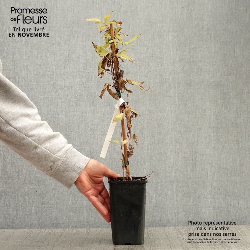 Exemplar von Clematis integrifolia Blue Boy - Stauden-Waldrebe Topf mit 1,5L/2L wie im Herbst geliefert