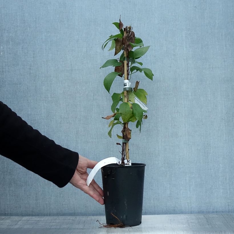 Exemplar von Clematis integrifolia Blue River - Stauden-Waldrebe Topf mit 2L/3L wie im Herbst geliefert