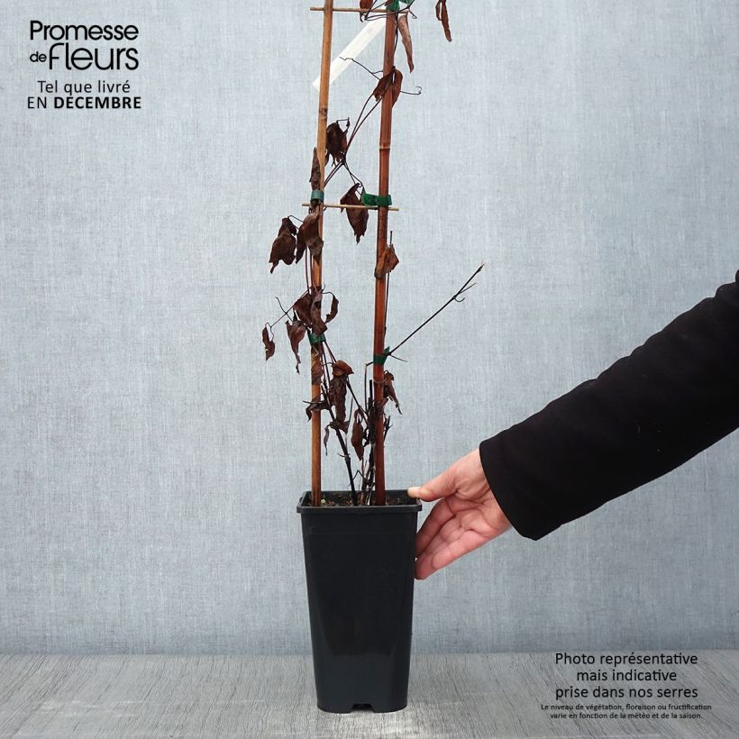 Exemplar von Clematis integrifolia Saphyra Duo Rose - Stauden-Waldrebe Topf mit 2L/3L wie im Herbst geliefert