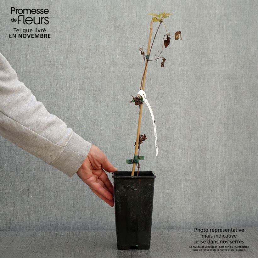 Exemplar von Clematis viticella Justa - Waldrebe Topf mit 1,5L/2L wie im Herbst geliefert