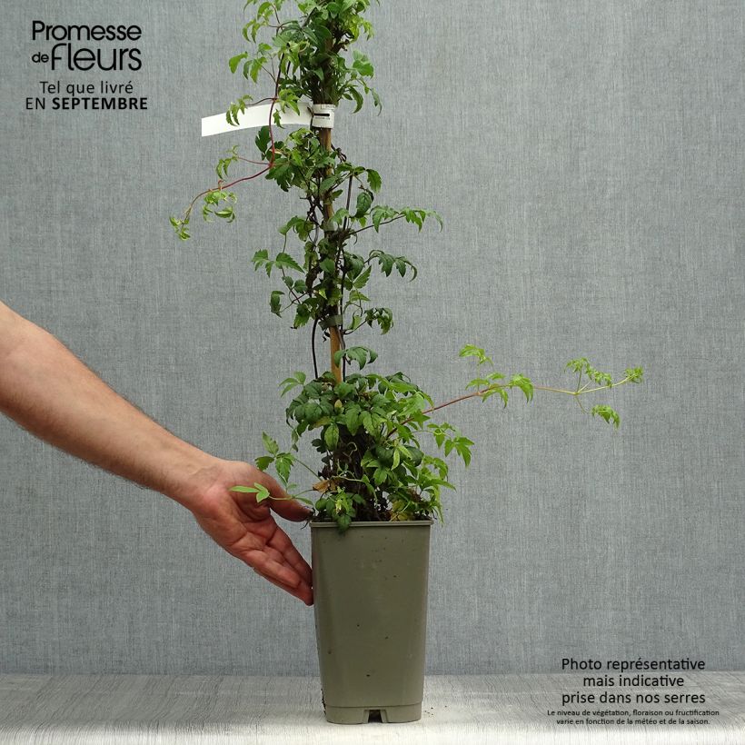 Exemplar von Waldrebe Willy - Clematis macropetala Topf mit 2L/3L wie im Herbst geliefert