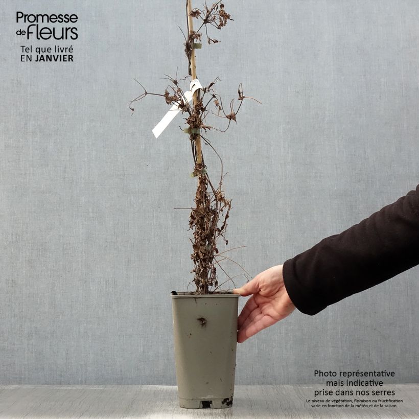 Exemplar von Waldrebe Willy - Clematis macropetala Topf mit 2L/3L wie im Winter geliefert