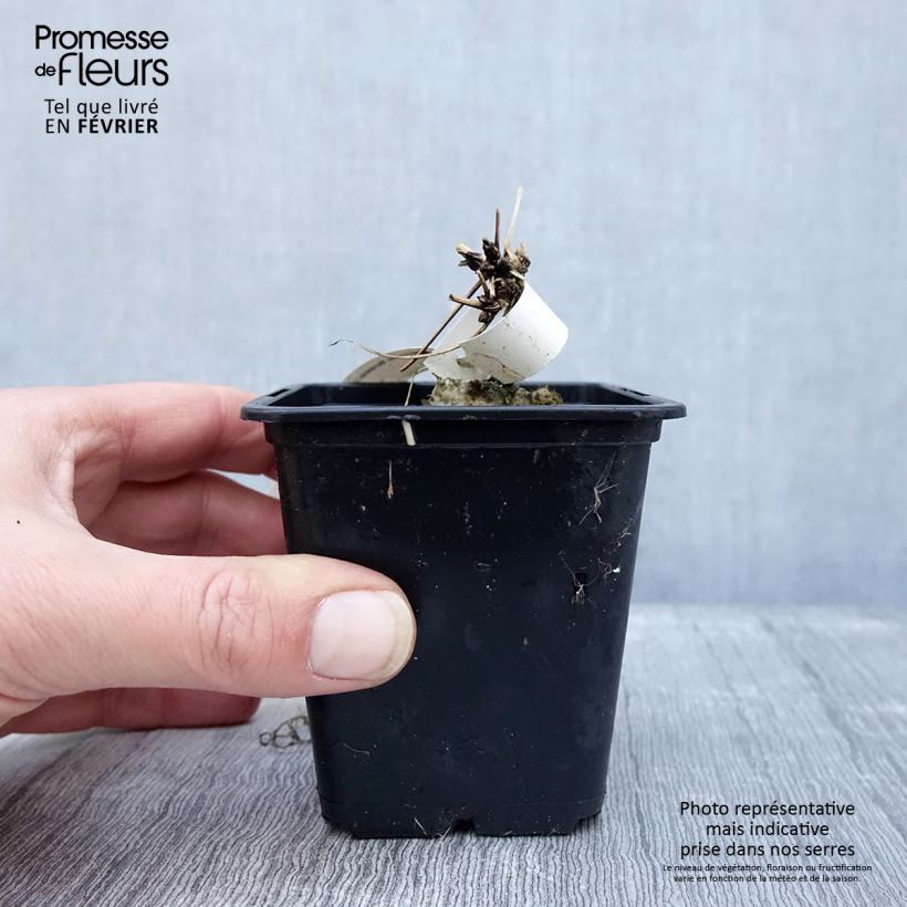 Exemplar von Clematis macropetala - Waldrebe Kleine Töpfe von 8/9 cm wie im Winter geliefert