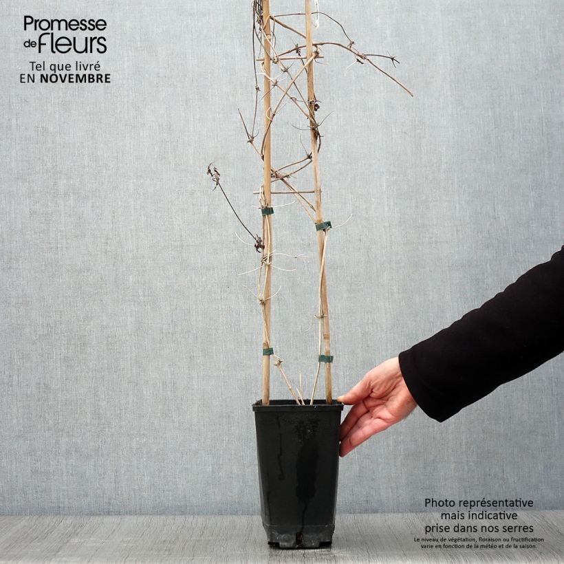 Exemplar von Clematis macropetala - Waldrebe Topf mit 3L/4L wie im Herbst geliefert