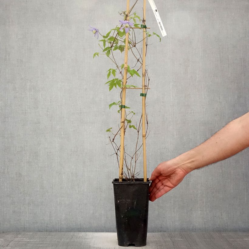 Exemplar von Clematis macropetala - Waldrebe Topf mit 3L/4L wie im Frühjahr geliefert