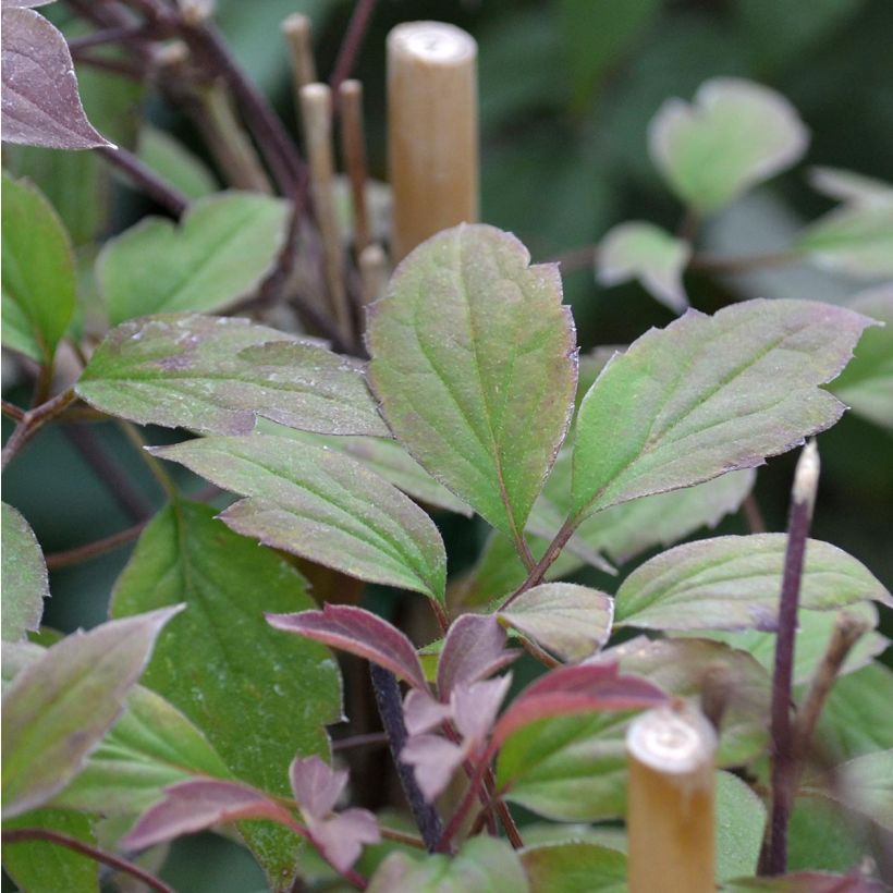 Clematis montana Rosebud - Berg-Waldrebe (Laub)