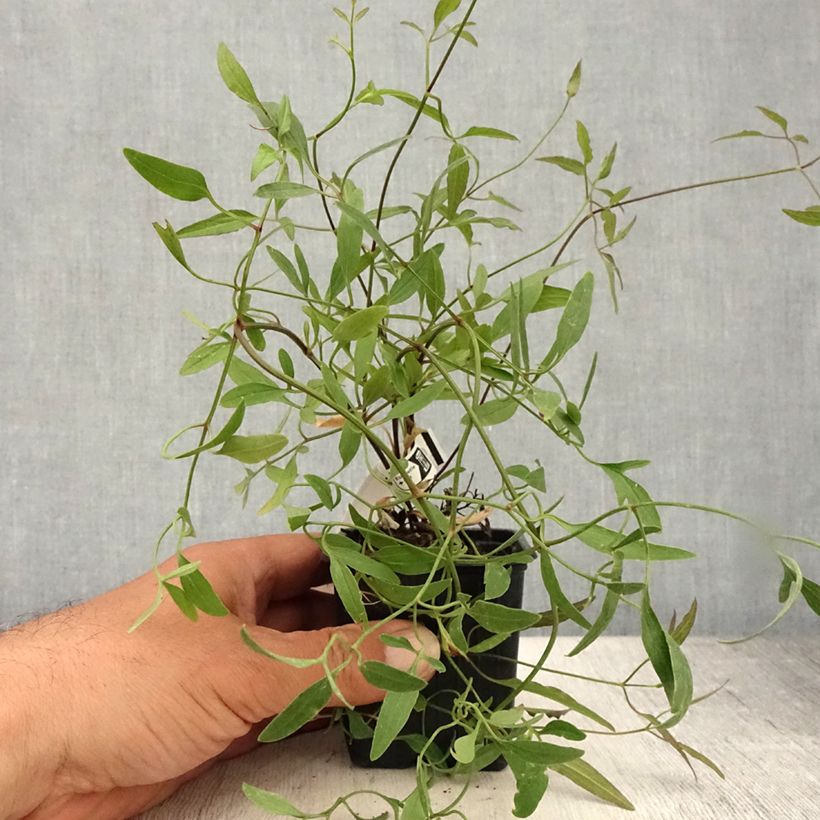 Exemplar von Clematis flammula - Waldrebe Kleine Töpfe von 8/9 cm wie im Sommer geliefert