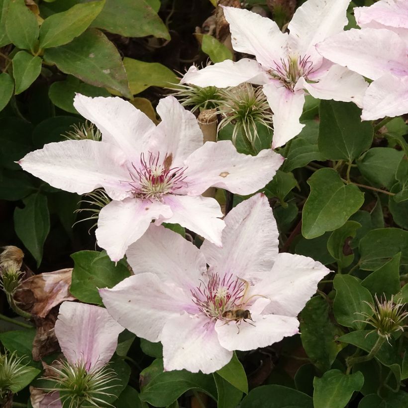 Waldrebe Pink Fantasy - Clematis (Blüte)