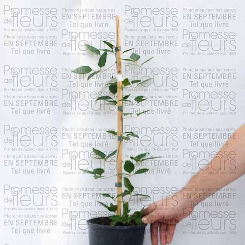 Beispiel eines Exemplars von Waldrebe Prinsesse Alexandra - Clematis Topf mit 2L/3L wie geliefert