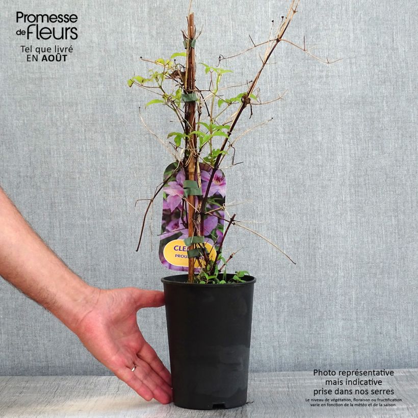 Exemplar von Waldrebe Proud Mary - Clematis Topf mit 2L/3L wie im Sommer geliefert