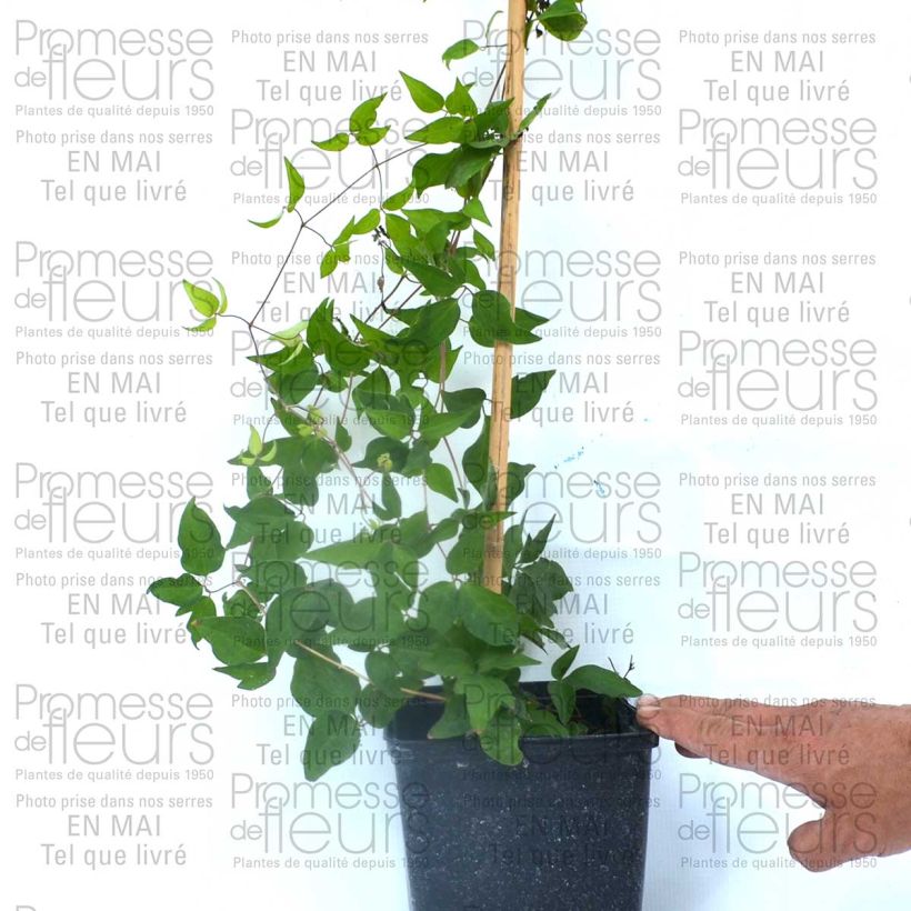 Beispiel eines Exemplars von Waldrebe Reflections - Clematis Topf mit 2L/3L wie geliefert