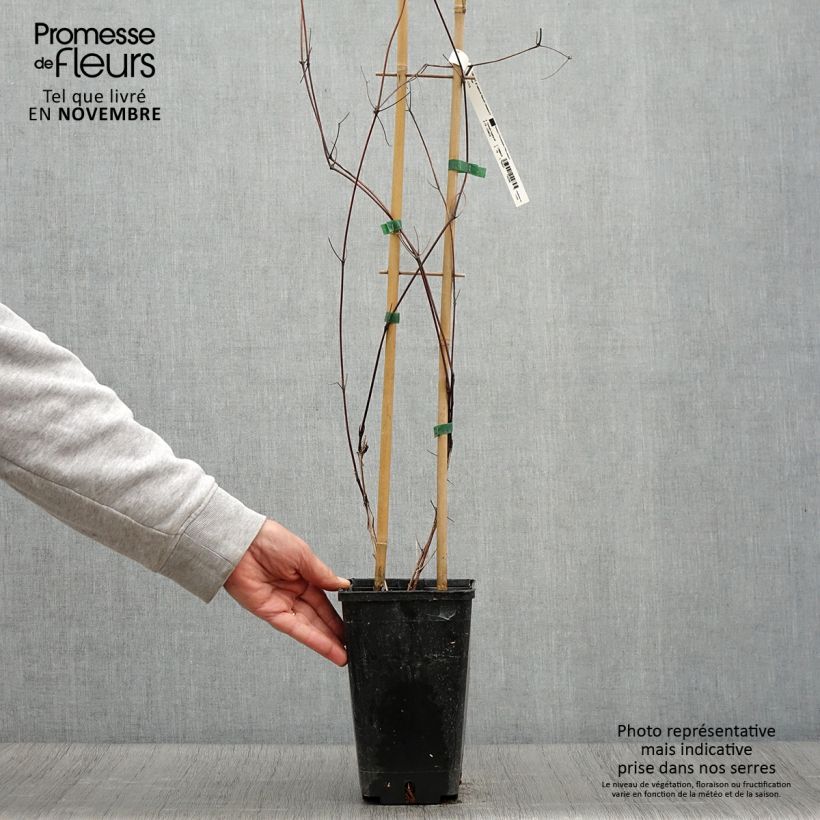 Exemplar von Waldrebe Saphyra Nancy - Clematis Topf mit 2L/3L wie im Herbst geliefert