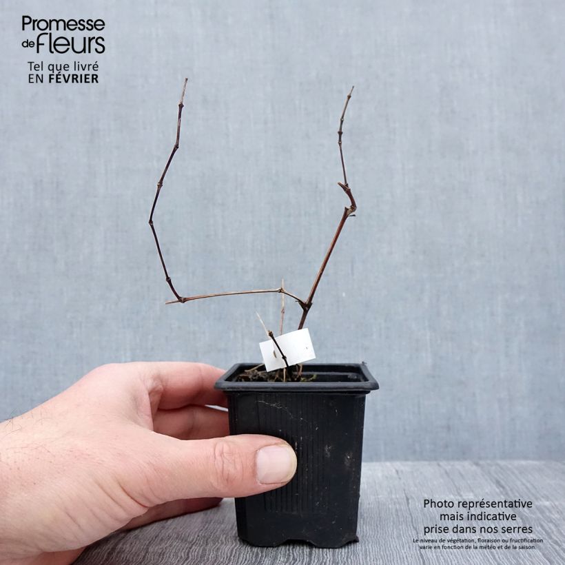 Exemplar von Waldrebe Saphyra Violetta - Clematis Kleine Töpfe von 8/9 cm wie im Winter geliefert