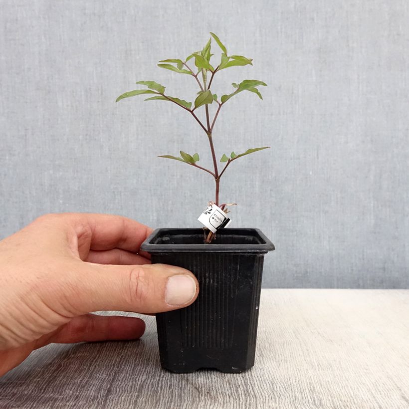 Exemplar von Waldrebe Saphyra Violetta - Clematis Kleine Töpfe von 8/9 cm wie im Frühjahr geliefert