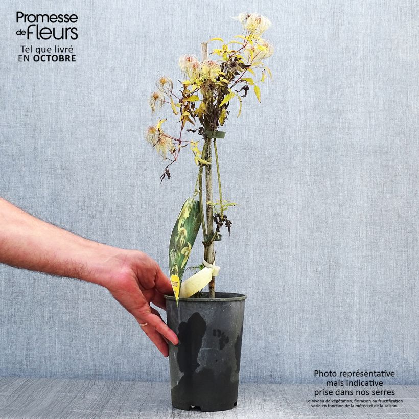 Exemplar von Clematis serratifolia - Waldrebe Topf mit 1,5L/2L wie im Herbst geliefert