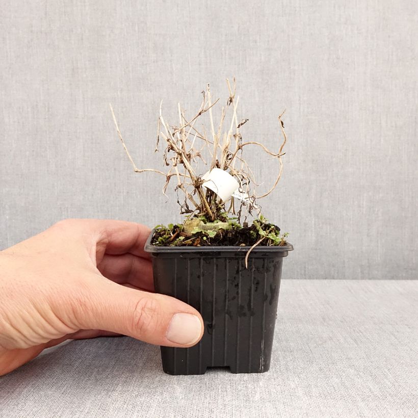 Exemplar von Clematis tibetana subsp. tangutica - Waldrebe Kleine Töpfe von 8/9 cm wie im Frühjahr geliefert