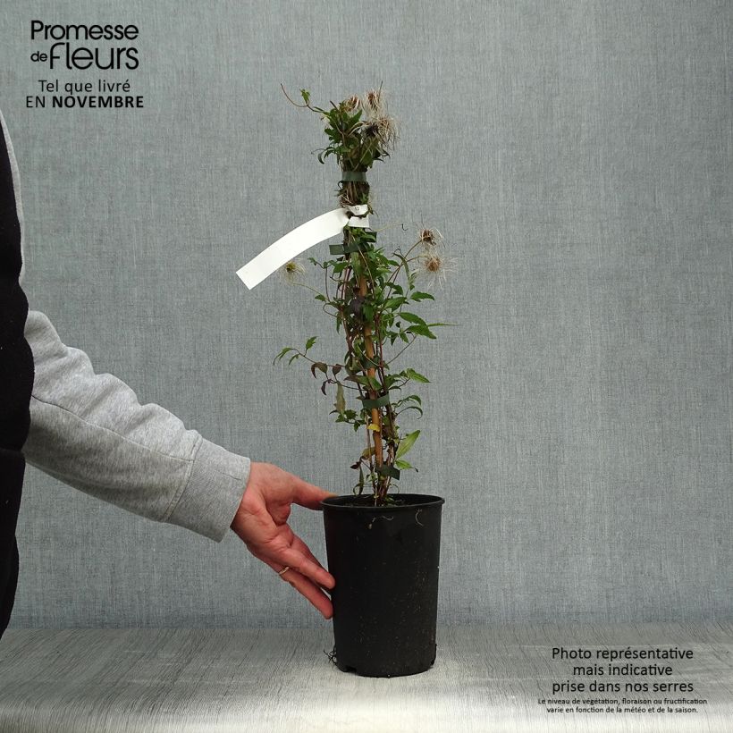 Exemplar von Clematis tibetana subsp. tangutica - Waldrebe Topf mit 1,5L/2L wie im Herbst geliefert
