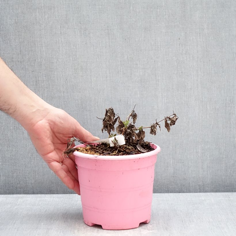 Exemplar von Waldrebe Tranquilite - Clematis Topf mit 2L/3L wie im Winter geliefert